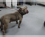 Small Mutt
