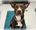 Small #1 American Pit Bull Terrier