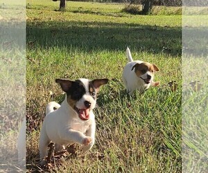 Jack Russell Terrier Puppy for sale in REDFIELD, KS, USA