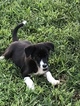 Small Photo #1 Border Collie Puppy For Sale in BERRYTON, KS, USA