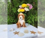 Puppy TayTay Goldendoodle (Miniature)