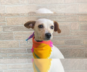 Chihuahua Dogs for adoption in Auburn, WA, USA