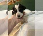 Small #11 Jack Russell Terrier Mix