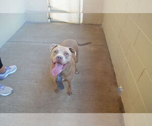 American Staffordshire Terrier-Unknown Mix Dogs for adoption in McKinney, TX, USA