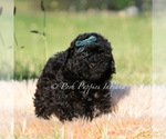 Small #1 Poodle (Toy)