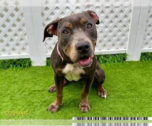 American Pit Bull Terrier Dogs for adoption in West Palm Beach, FL, USA