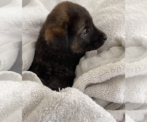 Mutt Dog for Adoption in KENNESAW, Georgia USA