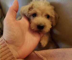 Schnoodle (Miniature) Puppy for sale in BRAINTREE, MA, USA