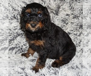 Miniature Labradoodle Puppy for sale in LA HABRA, CA, USA