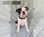 Small #5 Boston Terrier