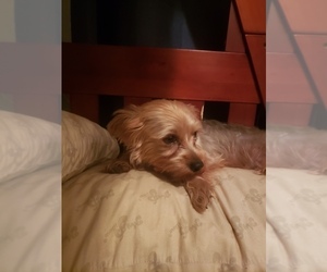 Mother of the Yorkshire Terrier puppies born on 06/26/2025