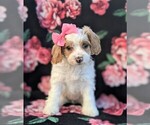 Small Photo #1 Cavachon-Poodle (Miniature) Mix Puppy For Sale in BIRD IN HAND, PA, USA