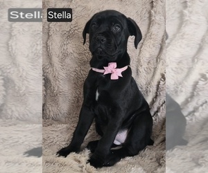 Cane Corso Puppy for sale in MINERAL WELLS, WV, USA