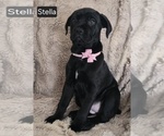 Image preview for Ad Listing. Nickname: Stella