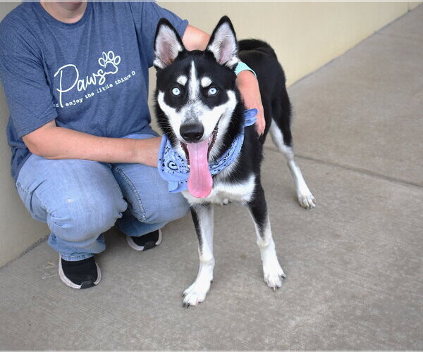 Medium Photo #3 Siberian Husky-Unknown Mix Puppy For Sale in McKinney, TX, USA