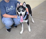 Small #2 Siberian Husky Mix