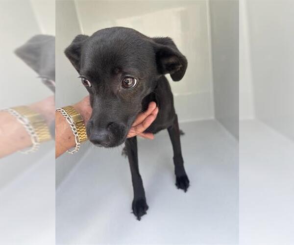 Medium Photo #1 Labrador Retriever-Unknown Mix Puppy For Sale in Houston, TX, USA