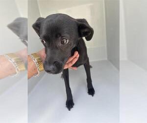 Labrador Retriever-Unknown Mix Dogs for adoption in Houston, TX, USA