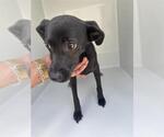 Small Labrador Retriever Mix