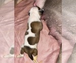 Puppy Sable American Pit Bull Terrier