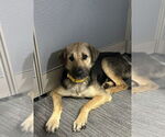 Small #3 Shepradors