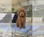 Small Photo #4 Labradoodle Puppy For Sale in FRESNO, CA, USA
