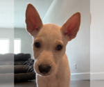 Small Mutt