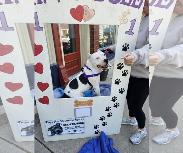 Medium Photo #7 American Pit Bull Terrier-Unknown Mix Puppy For Sale in Crete, IL, USA
