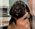Small Photo #45 Bernedoodle Puppy For Sale in MOULTON, AL, USA