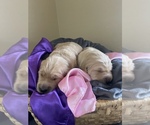 Image preview for Ad Listing. Nickname: Litter of 2