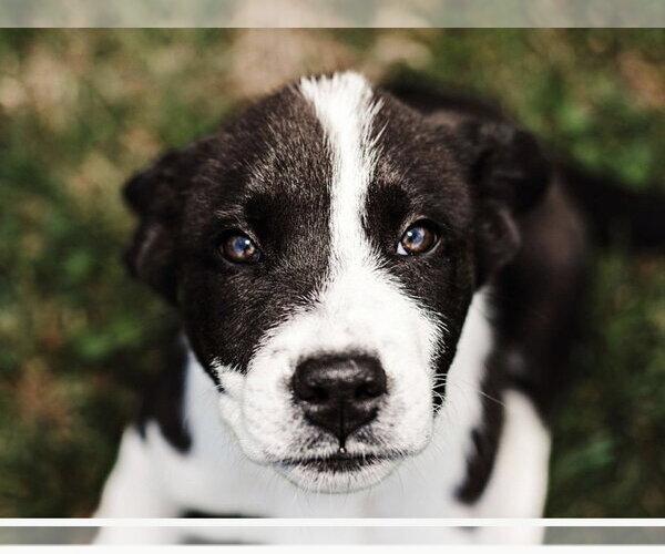 Medium Photo #10 Great Pyrenees-Unknown Mix Puppy For Sale in OKLAHOMA CITY, OK, USA
