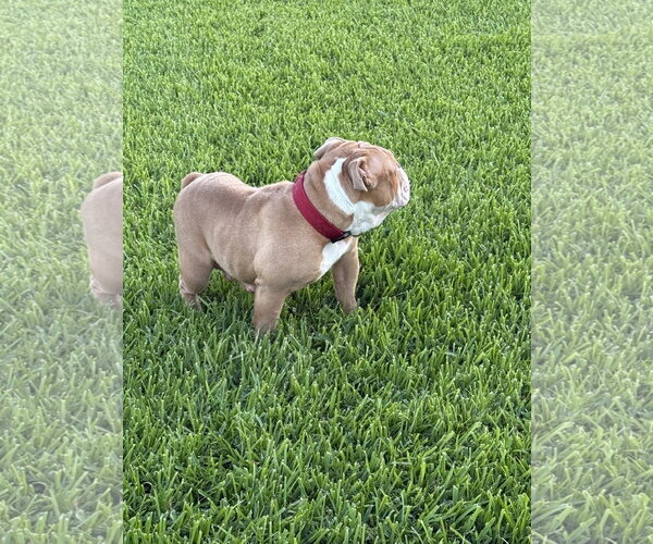 Medium Photo #4 Bulldog Puppy For Sale in Valrico, FL, USA