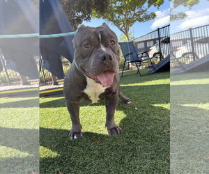 American Bulldog-American Staffordshire Terrier Mix Dogs for adoption in San Jose, CA, USA