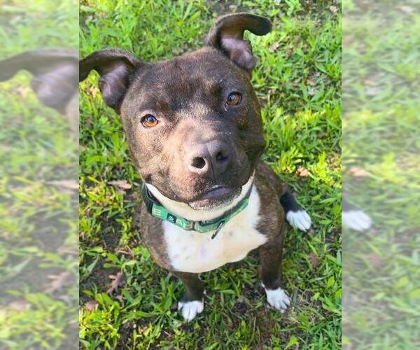 Medium Photo #2 American Pit Bull Terrier Puppy For Sale in Sacramento, CA, USA