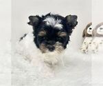 Small #11 Yorkshire Terrier