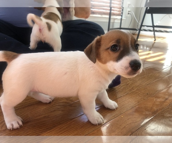 Medium Photo #7 Jack Russell Terrier Puppy For Sale in CHANTILLY, VA, USA