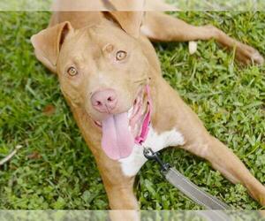 American Staffordshire Terrier-Unknown Mix Dogs for adoption in Tallahassee, FL, USA