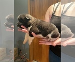 Small Photo #2 Akita Puppy For Sale in CHESAPEAKE, OH, USA