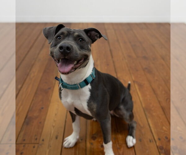 Medium Photo #27 Mutt Puppy For Sale in Fargo, ND, USA