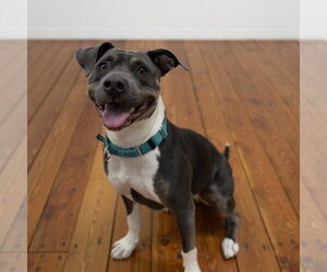 Gayle - Female Mutt Dog for Adoption - Photo #27