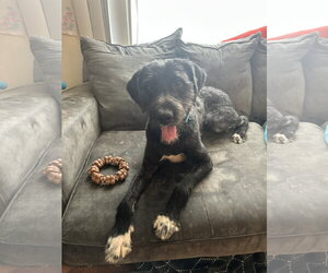Poodle (Standard)-Unknown Mix Dogs for adoption in Plainfield, IL, USA