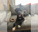 Small Poodle (Standard) Mix