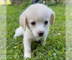 Small #4 Chihuahua