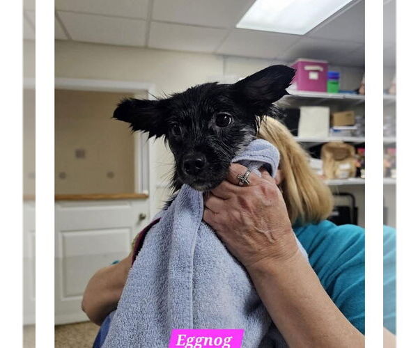 Medium Photo #2 Mutt Puppy For Sale in Metairie, LA, USA