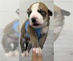 Small #1 Mutt