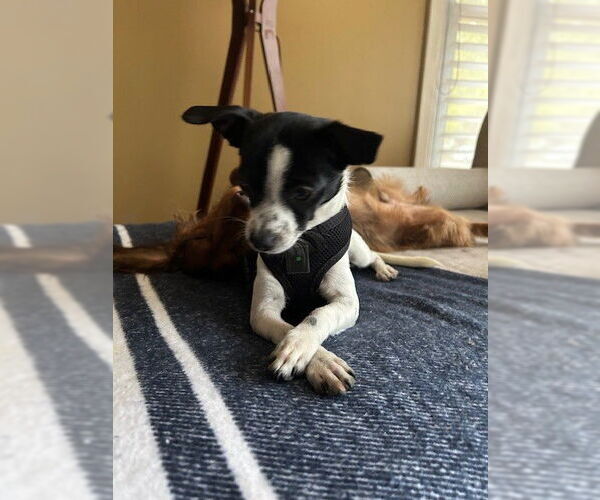 Medium Photo #5 Chihuahua Puppy For Sale in St. Louis Park, MN, USA