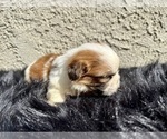 Small Photo #4 Shih Tzu Puppy For Sale in HAYWARD, CA, USA