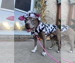 Small #4 American Pit Bull Terrier Mix