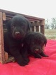 Small Photo #3 Labrottie Puppy For Sale in PORT ROYAL, PA, USA