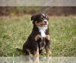 Miniature Australian Shepherd Puppy for sale in PALM COAST, FL, USA
